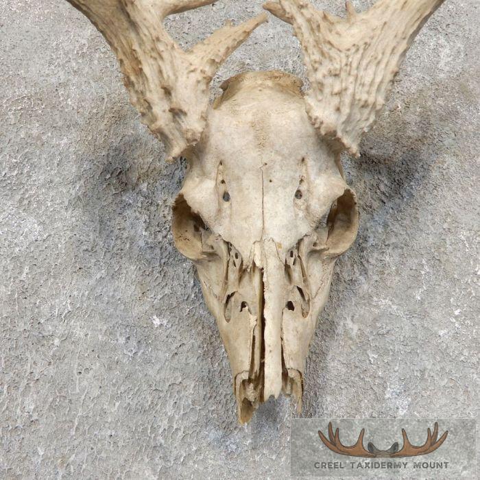 Whitetail Deer Skull European Taxidermy Mount For Sale - Image 4