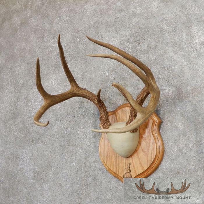 Whitetail Deer Antler Plaque Taxidermy Mount For Sale - Image 3