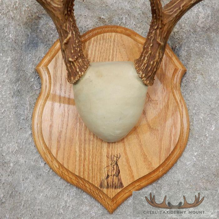 Whitetail Deer Antler Plaque Taxidermy Mount For Sale - Image 4