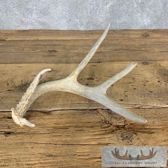 Whitetail Deer Antler Shed Craft For Sale