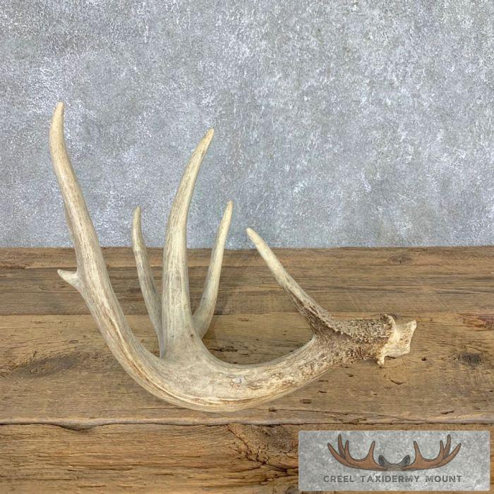 Whitetail Deer Antler Shed Wildlife Decor For Sale - Image 2