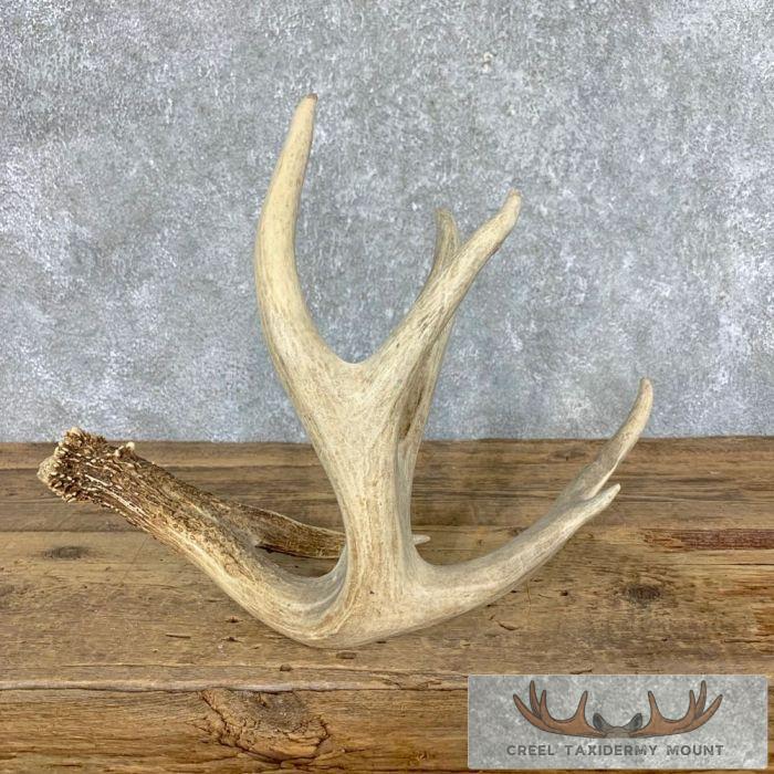 Whitetail Deer Antler Shed Wildlife Decor For Sale - Image 3