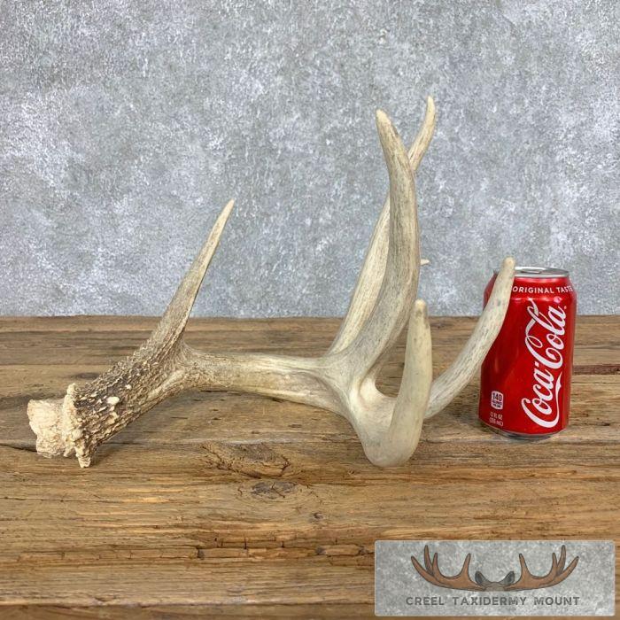 Whitetail Deer Antler Shed Wildlife Decor For Sale - Image 4