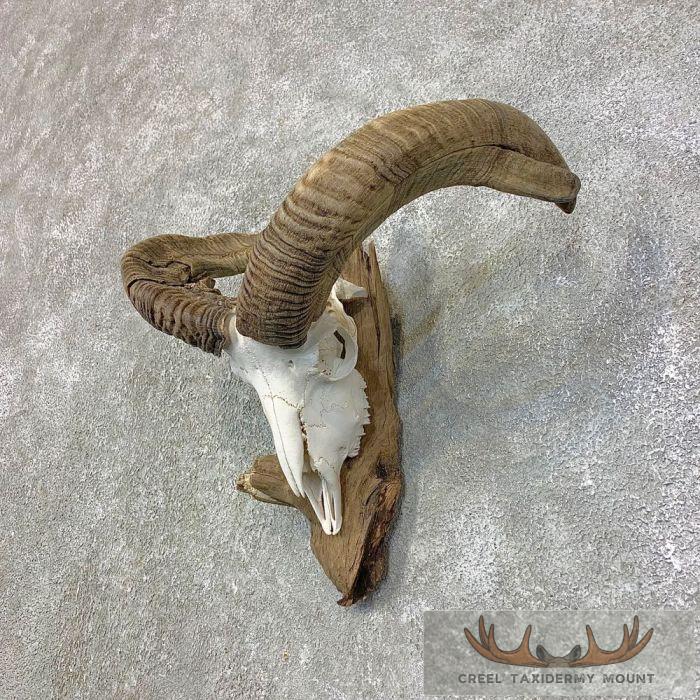 Corsican Ram Skull European Taxidermy Mount For Sale - Image 2