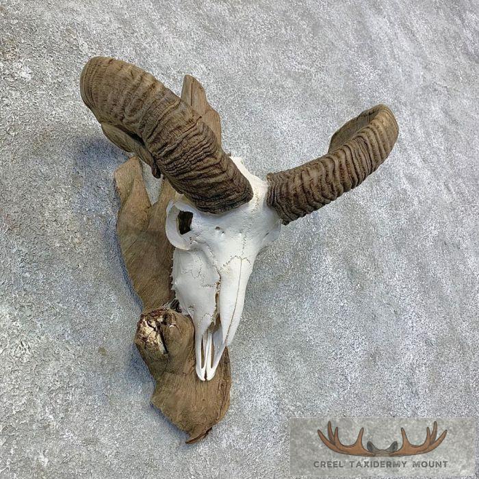 Corsican Ram Skull European Taxidermy Mount For Sale - Image 3