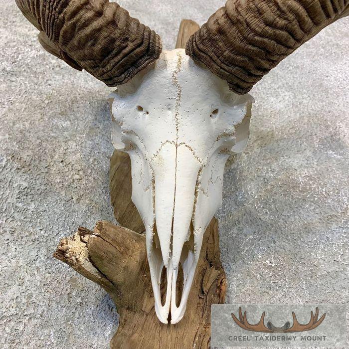 Corsican Ram Skull European Taxidermy Mount For Sale - Image 4