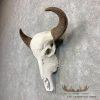 Water Buffalo Skull European Taxidermy Mount For Sale - Image 2