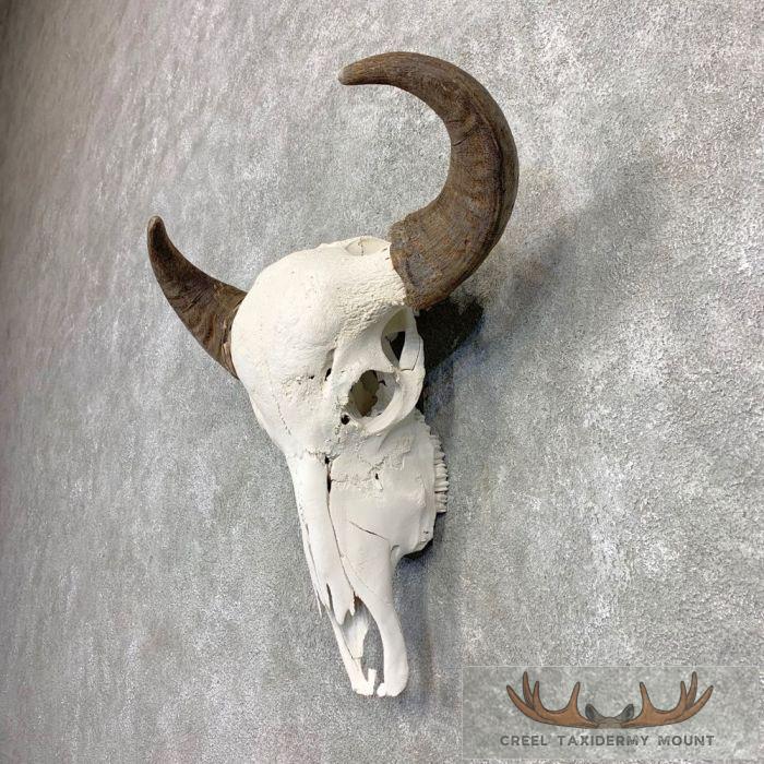 Water Buffalo Skull European Taxidermy Mount For Sale - Image 2