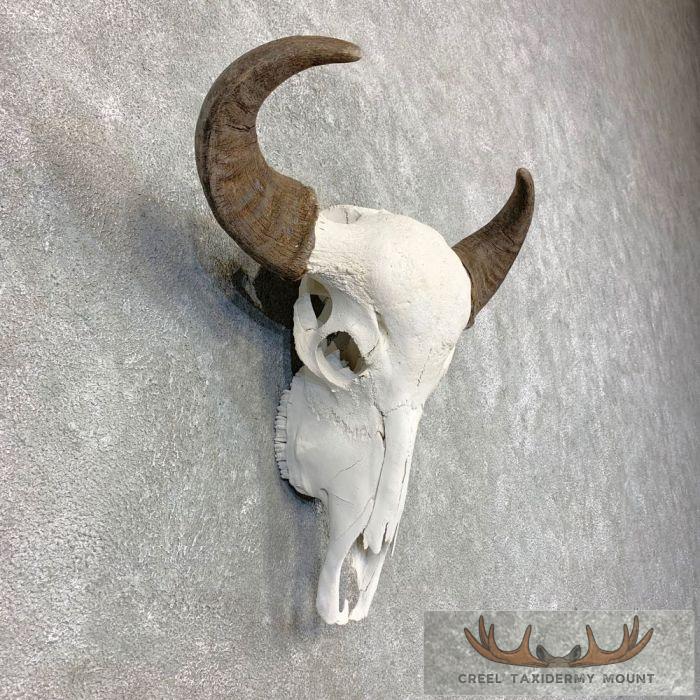 Water Buffalo Skull European Taxidermy Mount For Sale - Image 3