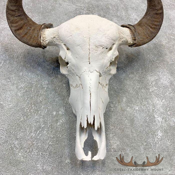 Water Buffalo Skull European Taxidermy Mount For Sale - Image 4