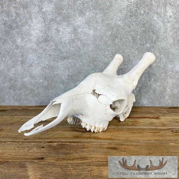 African Giraffe Skull Taxidermy Mount For Sale - Image 4