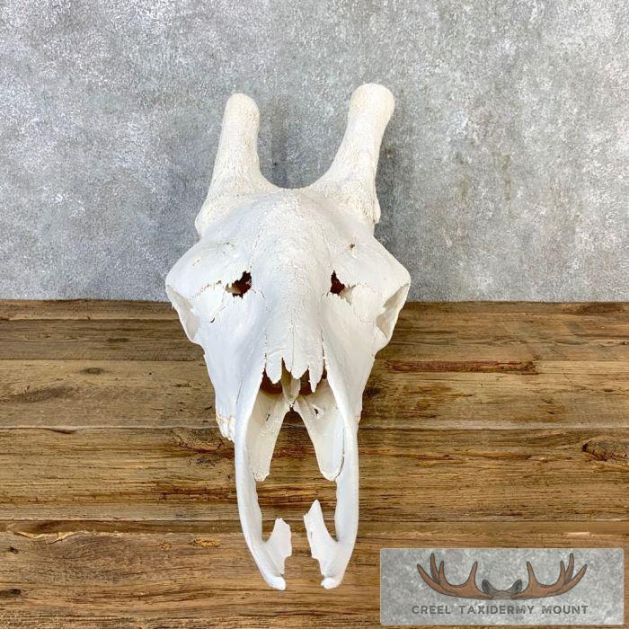 African Giraffe Skull Taxidermy Mount For Sale - Image 5