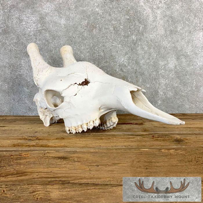 African Giraffe Skull Taxidermy Mount For Sale - Image 3
