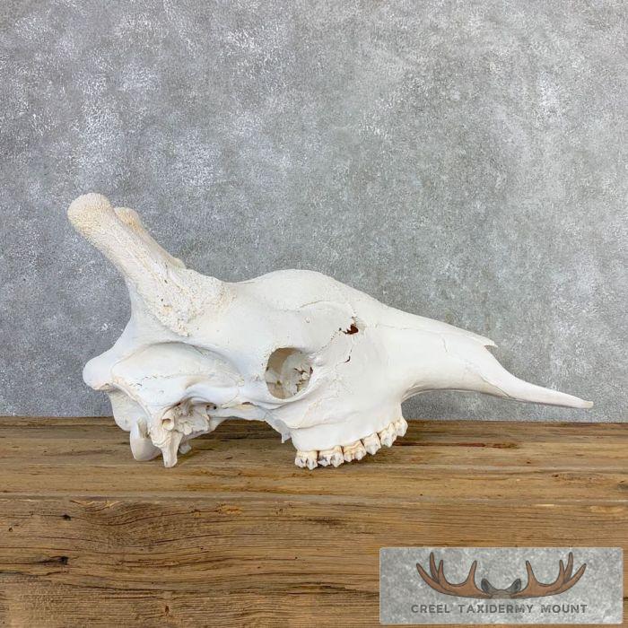 African Giraffe Skull Taxidermy Mount For Sale - Image 2
