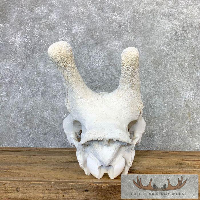 African Giraffe Skull Taxidermy Mount For Sale - Image 6