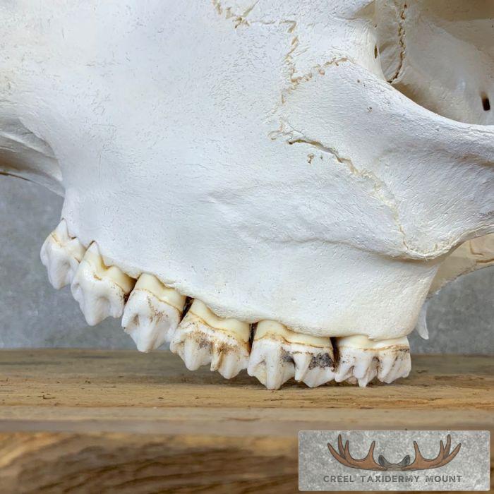 African Giraffe Skull Taxidermy Mount For Sale - Image 7