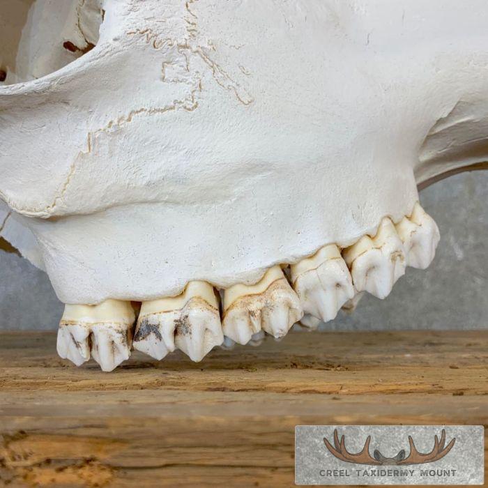 African Giraffe Skull Taxidermy Mount For Sale - Image 8