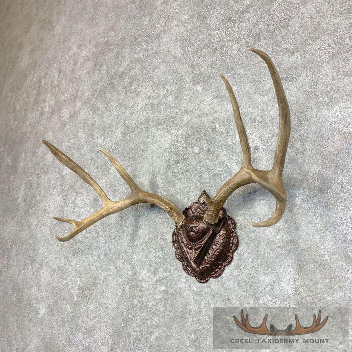 Mule Deer Antler Plaque Taxidermy Mount For Sale - Image 3