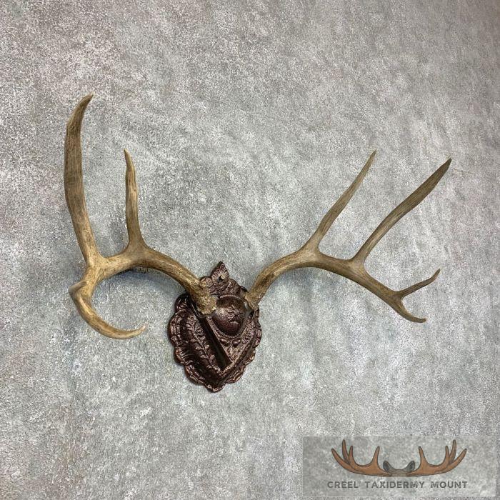 Mule Deer Antler Plaque Taxidermy Mount For Sale - Image 2