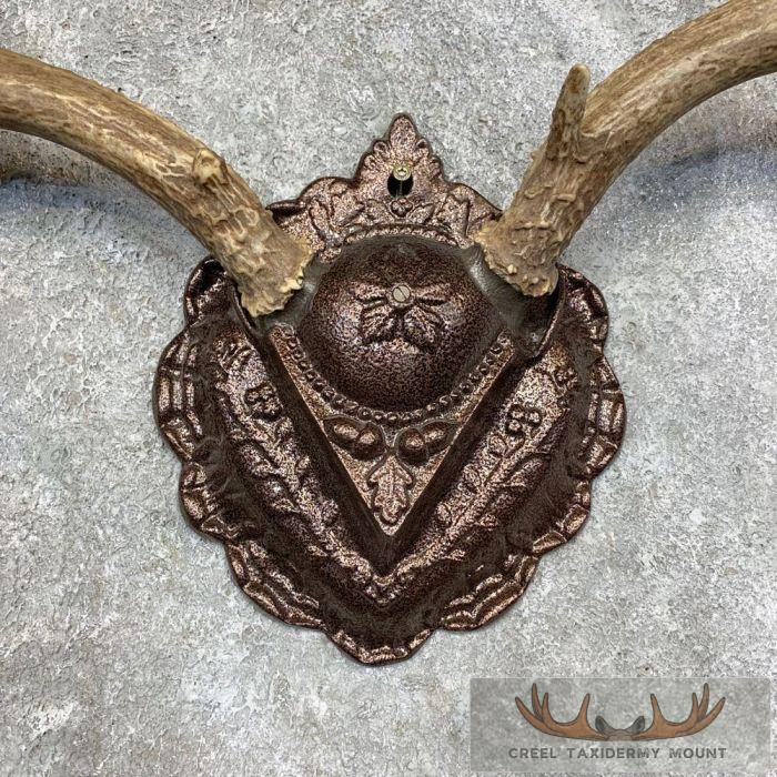Mule Deer Antler Plaque Taxidermy Mount For Sale - Image 4