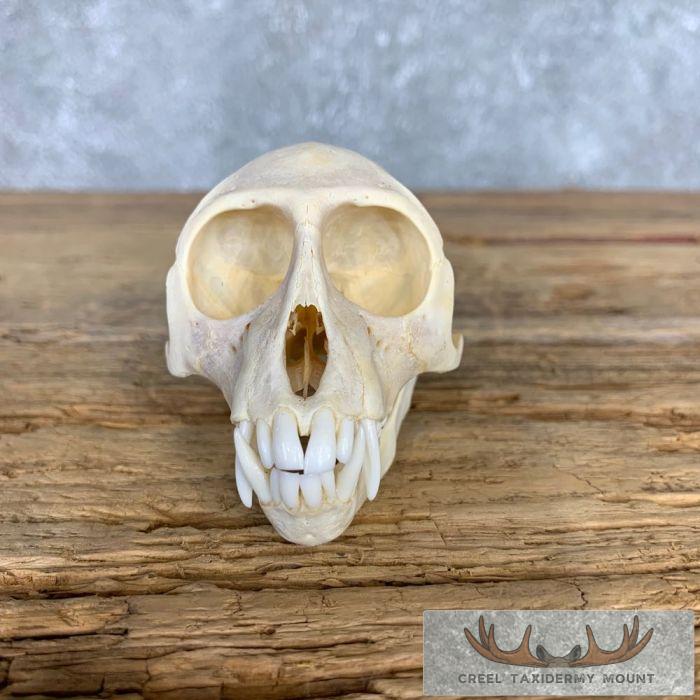 Vervet Monkey Full Skull Taxidermy Mount For Sale - Image 3