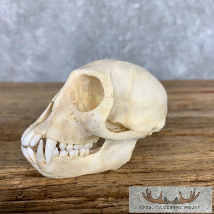 Vervet Monkey Full Skull Taxidermy Mount For Sale - Image 2