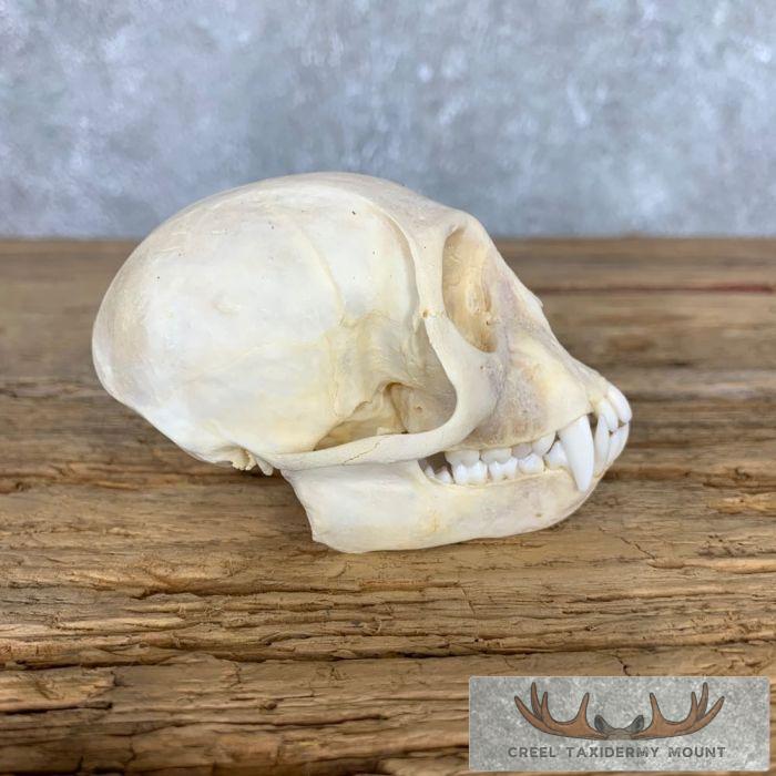 Vervet Monkey Full Skull Taxidermy Mount For Sale - Image 4