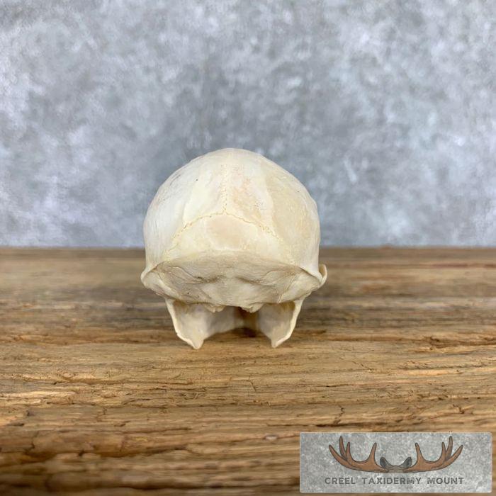 Vervet Monkey Full Skull Taxidermy Mount For Sale - Image 6