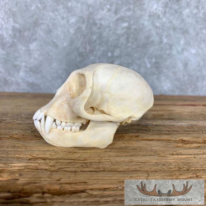 Vervet Monkey Full Skull Taxidermy Mount For Sale - Image 5
