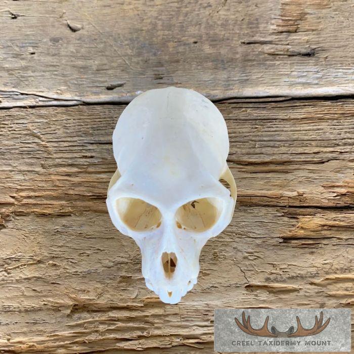 Vervet Monkey Full Skull Taxidermy Mount For Sale - Image 7
