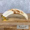 Scrimshaw Warthog Tooth Safari Decor For Sale - Image 7
