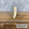 Scrimshaw Warthog Tooth Safari Decor For Sale - Image 5
