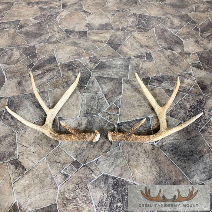 Whitetail Deer Antler Craft Pack For Sale - Image 2