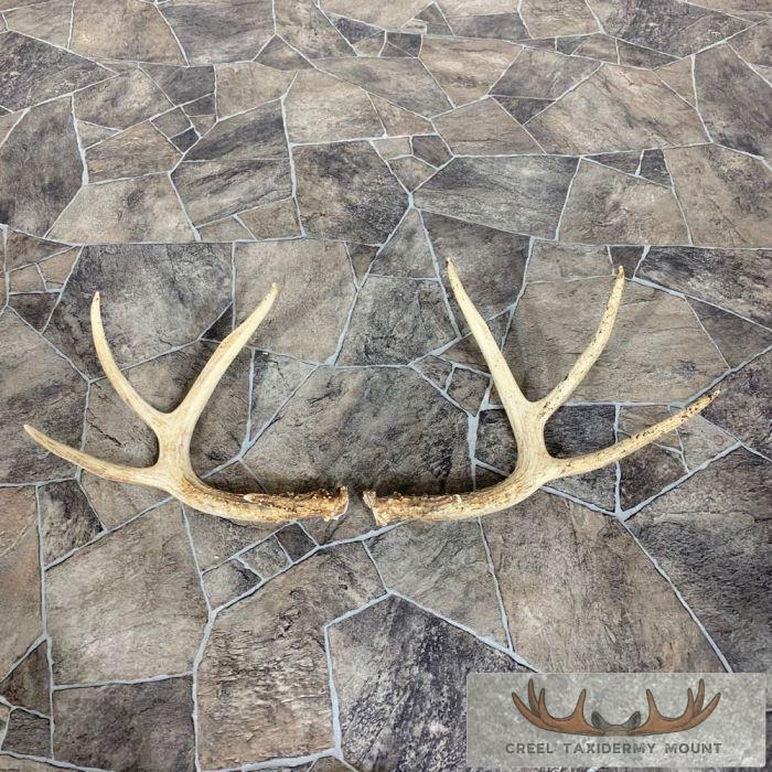 Whitetail Deer Antler Craft Pack For Sale - Image 3