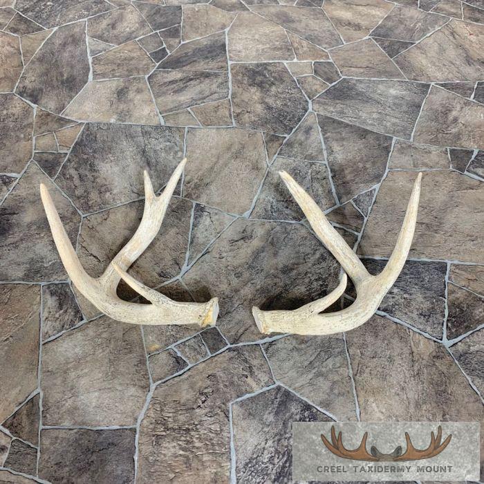 Whitetail Deer Antler Craft Pack For Sale - Image 4