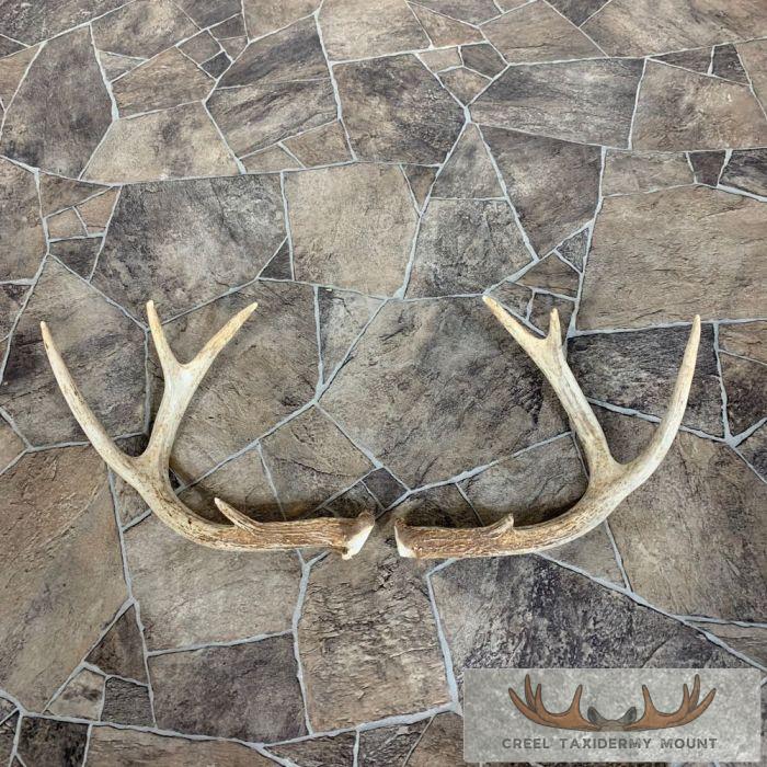 Whitetail Deer Antler Craft Pack For Sale - Image 5