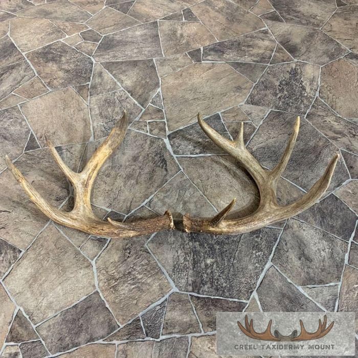 Whitetail Deer Antler Craft Pack For Sale - Image 3