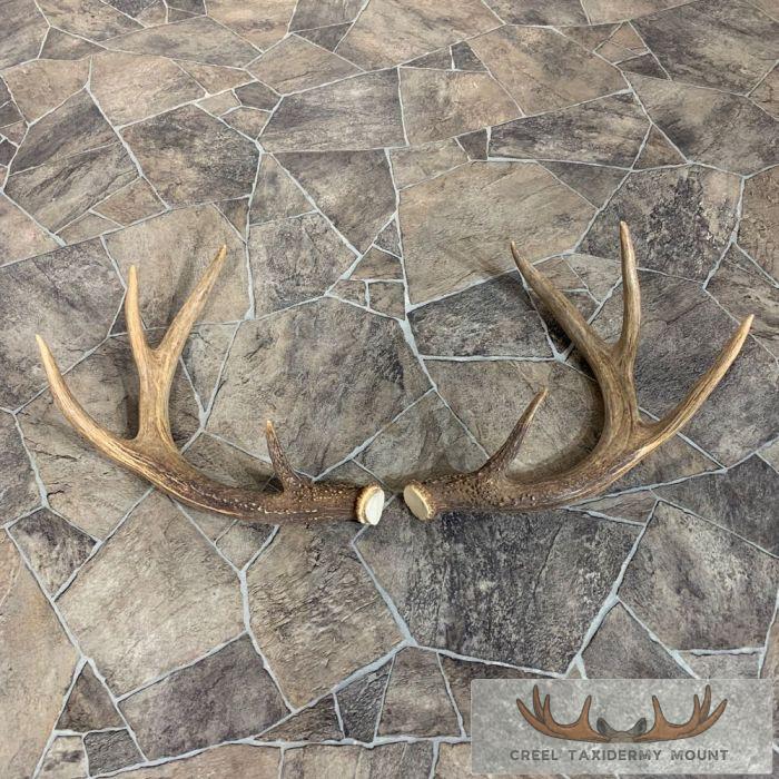 Whitetail Deer Antler Craft Pack For Sale - Image 2