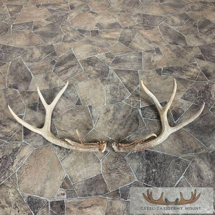 Whitetail Deer Antler Craft Pack For Sale - Image 4