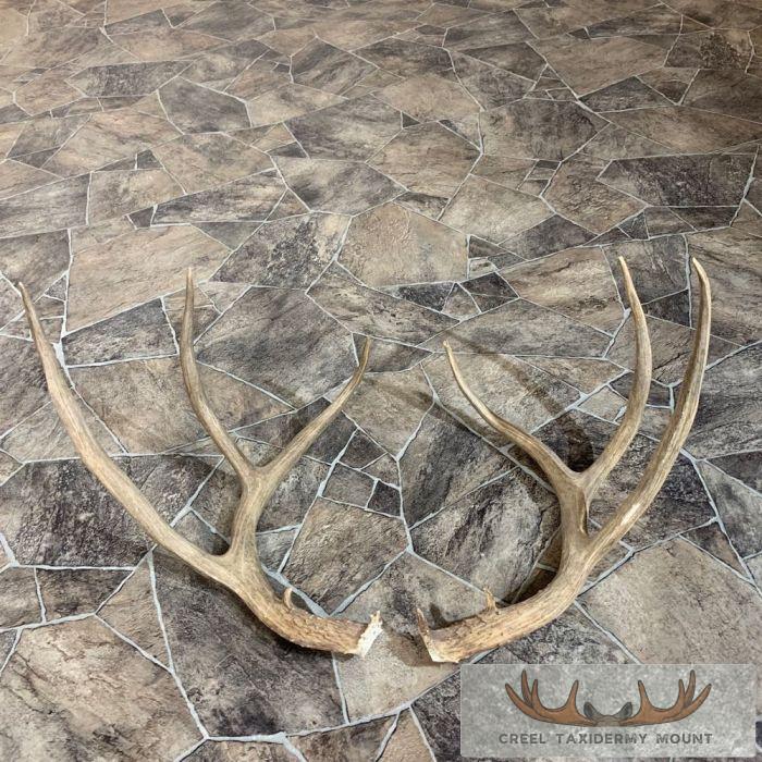 Mule Deer Antler Craft Pack For Sale - Image 4