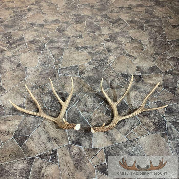 Mule Deer Antler Craft Pack For Sale - Image 2