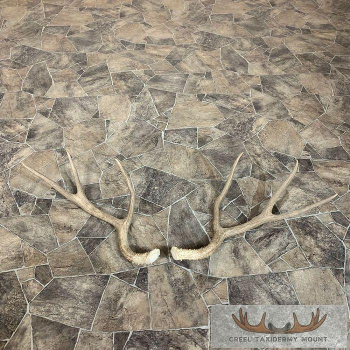Mule Deer Antler Craft Pack For Sale - Image 3