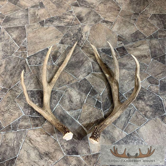 Mule Deer Antler Craft Pack For Sale - Image 2