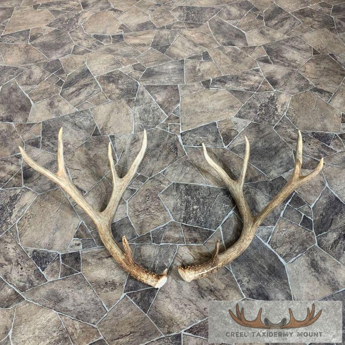 Mule Deer Antler Craft Pack For Sale - Image 4