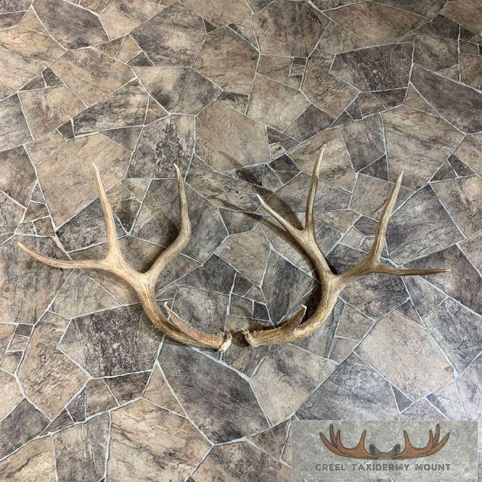 Mule Deer Antler Craft Pack For Sale - Image 4
