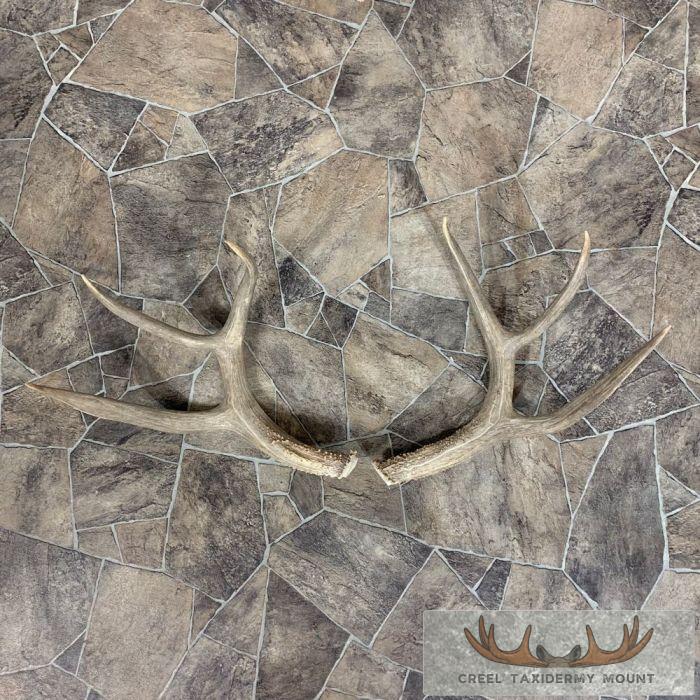 Mule Deer Antler Craft Pack For Sale - Image 2