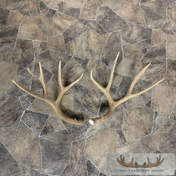 Mule Deer Antler Craft Pack For Sale - Image 3
