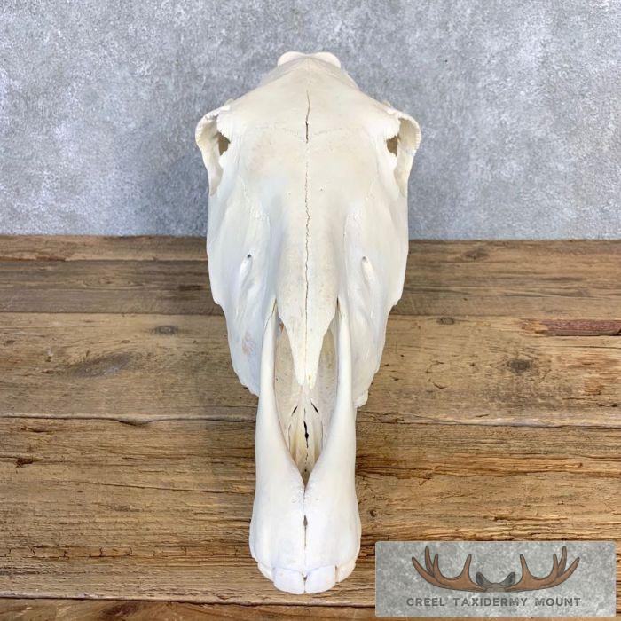 Burchell's Zebra Skull Taxidermy For Sale - Image 5