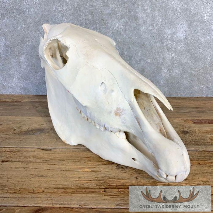 Burchell's Zebra Skull Taxidermy For Sale - Image 2