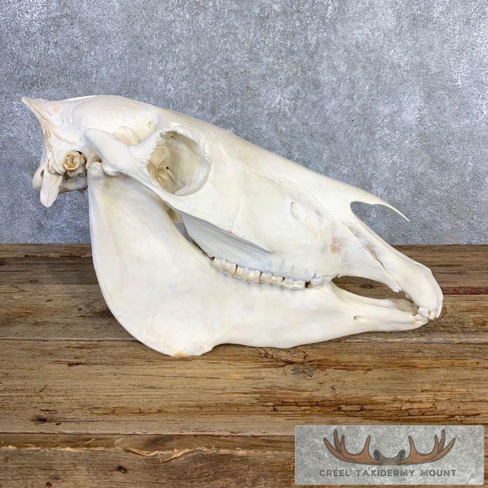 Burchell's Zebra Skull Taxidermy For Sale - Image 3